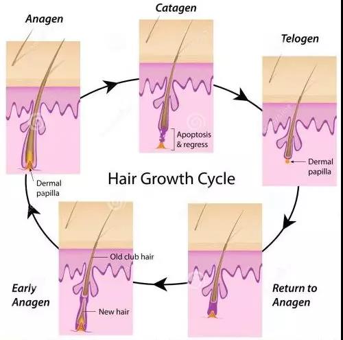 毛发变粗的过程